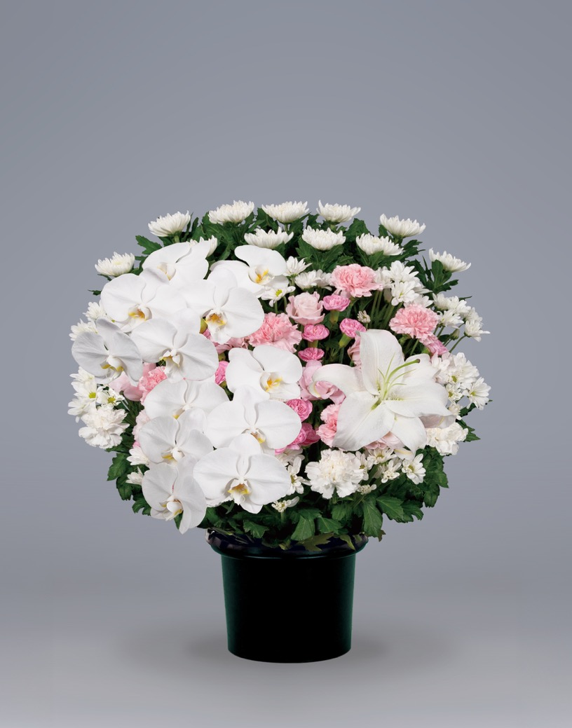 洋花26,400円